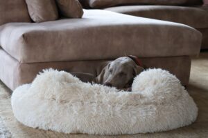 furhaven quilted deal