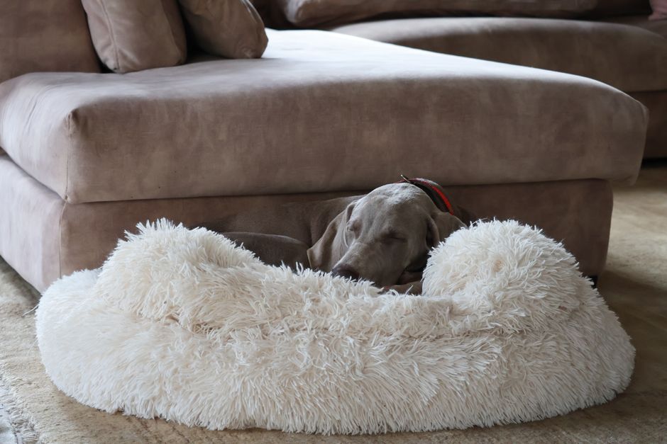 furhaven quilted deal